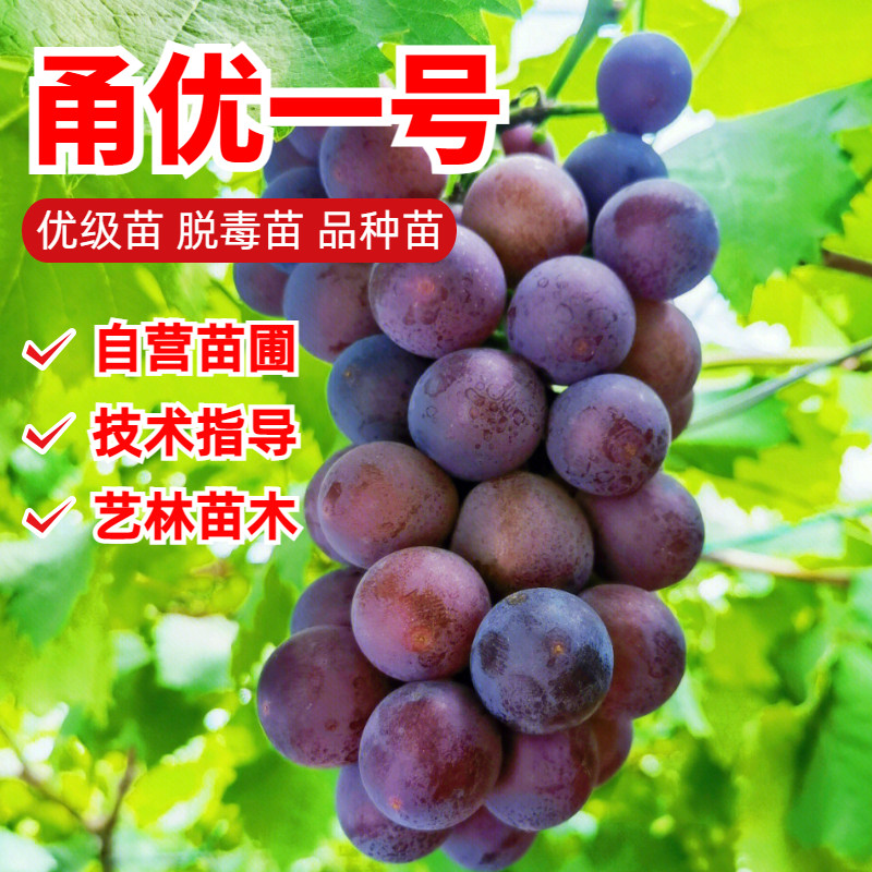 嫁接甬优一号葡萄树苗新品种藤稔葡萄苗南方北方种植耐寒当年结果