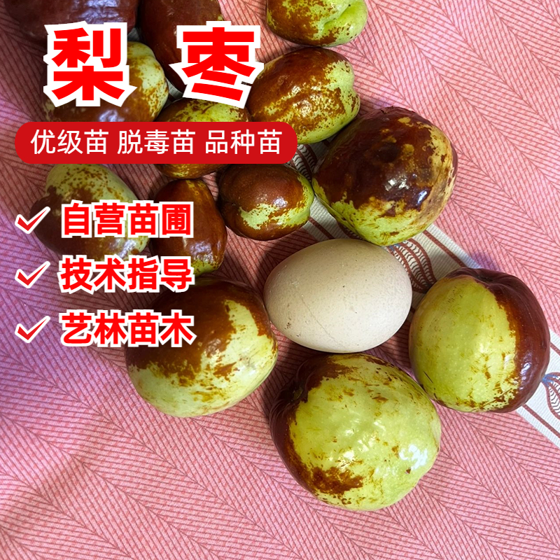 梨枣嫁接枣树苗9月成熟