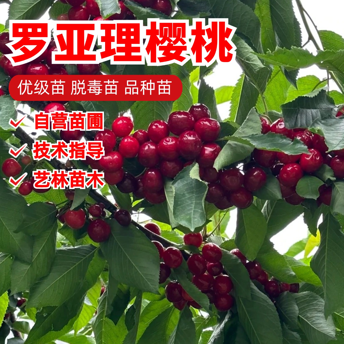 嫁接南方种植罗亚理樱桃树苗云南四川贵州早熟双罗大樱桃车厘子苗