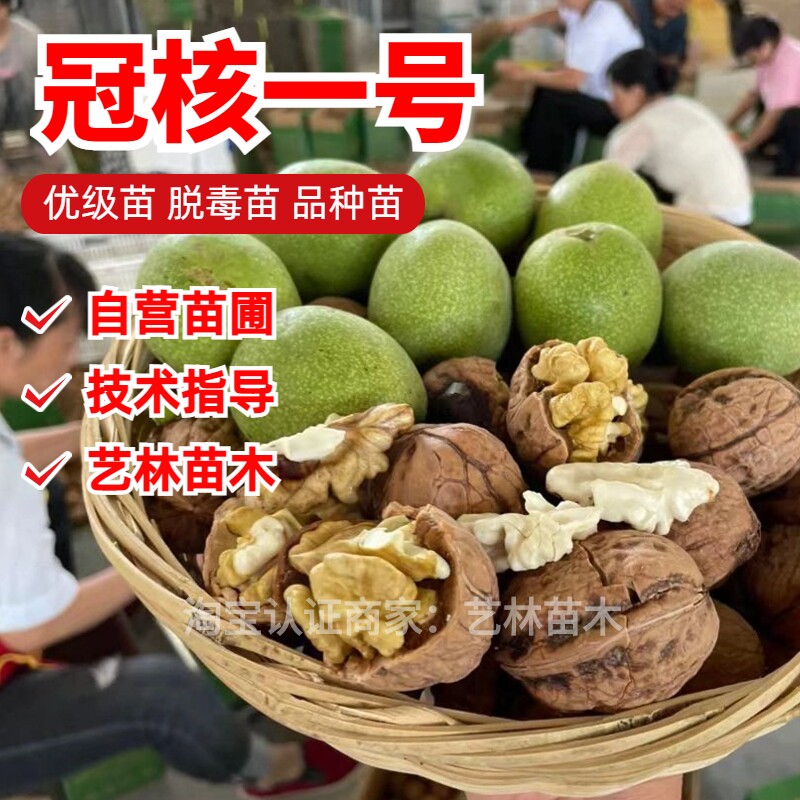 嫁接冠核一号核桃树苗特大纸皮薄壳核桃苗南北方庭院盆栽地栽种植