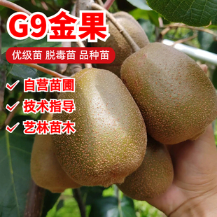 嫁接魅力金果G9黄心猕猴桃树果苗黄肉奇异果树苗南北方盆地栽种植