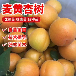 老品种杏树苗嫁接麦黄杏苗大黄杏子果苗南北方种植盆地栽当年结果