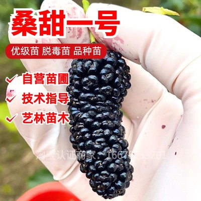 桑甜一号果桑树苗食用桑葚果苗