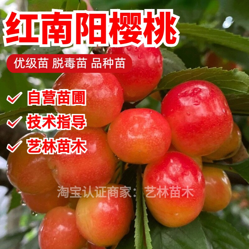 红南阳樱桃苗嫁接晚熟纯甜大樱桃树苗抗寒南方北方庭院种植果树苗