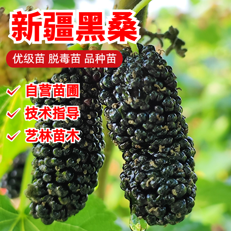 新疆黑桑树苗无籽大十桑葚苗地栽盆栽果树苗南方北方种植当年结果