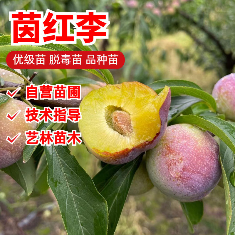 茵红李李子树苗7月成熟