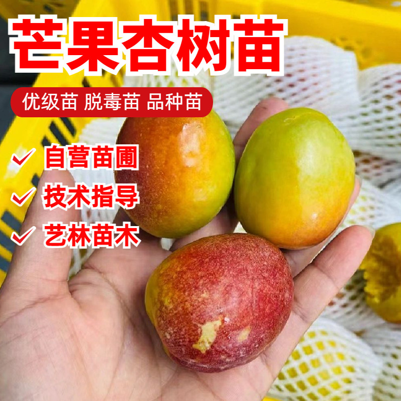 胡安娜杏树苗特大嫁接芒果杏苗红油杏子苗南方北方种植盆地栽庭院