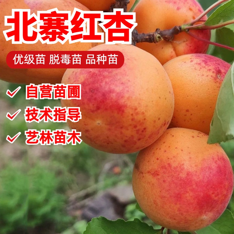 北寨红杏树苗北方南方种植嫁接杏子苗庭院盆栽地栽果树苗当年结果