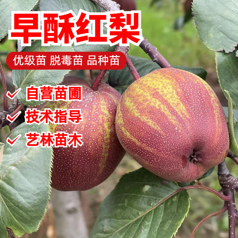 嫁接梨树果树苗活苗特大早酥红梨彩虹梨南方北方种植地栽当年结果