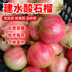 建水酸石榴树苗阳台盆栽庭院地栽种植酸石榴苗果树苗南方北方种植