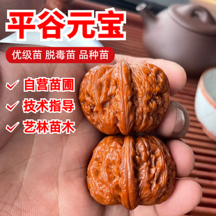 文玩核桃树苗平谷元宝大粗筋原生麻核桃苗老品种南方北方庭院种植
