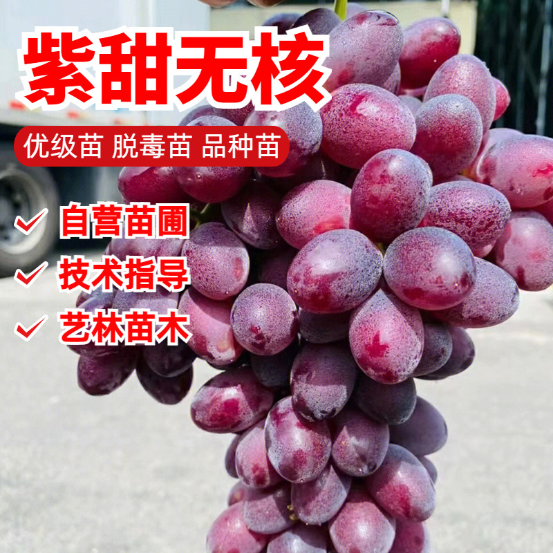 A17紫甜无核葡萄苗嫁接无籽黑提葡萄苗耐寒晚熟南北方爬藤果树苗