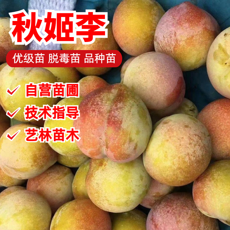 秋姬李子树苗南方北方庭院地栽四季种植盆栽嫁接脱骨晚熟当年结果