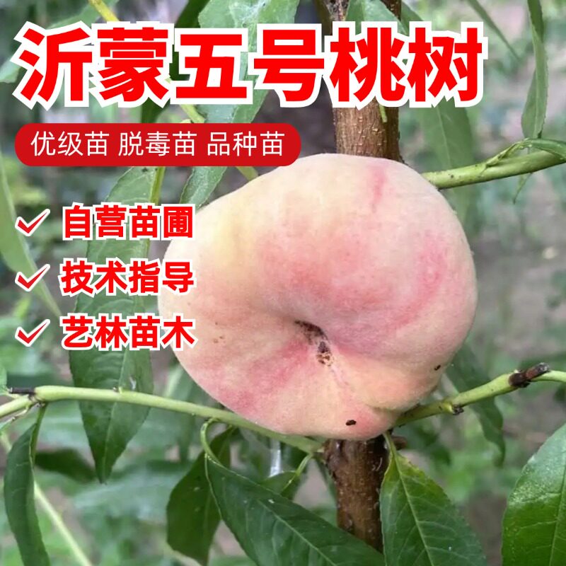 白肉毛蟠桃树果苗嫁接特大果奶油蟠桃苗盆栽地栽扁桃苗南北方种植
