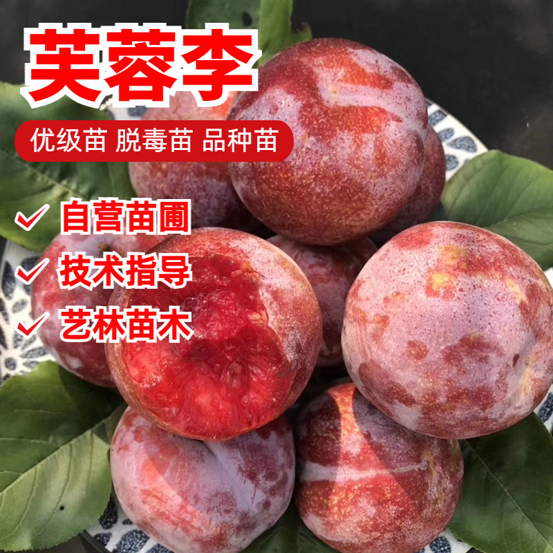 芙蓉李子树苗红心脱骨早熟南北方庭院地栽果树苗盆栽嫁接当年结果