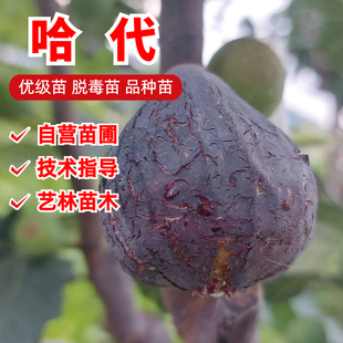 紫果甜无花果苗耐寒抗冻哈代无花果树苗北方南方盆栽地栽当年结果