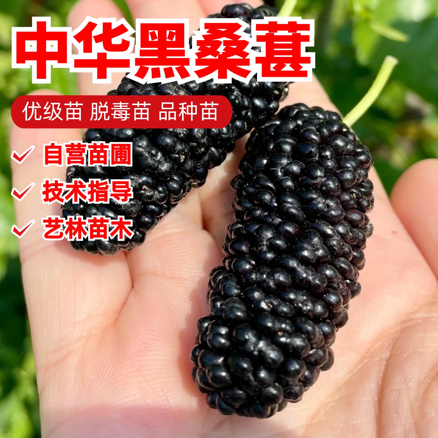 黑桑葚树苗嫁接果桑树苗四季室内阳台庭院果树苗盆栽地栽当年结果