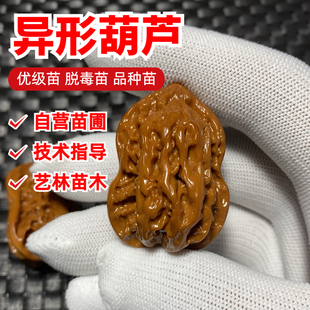 异形葫芦文玩核桃苗树小鸟花生麻核桃苗盆栽南方北方种植庭院地栽