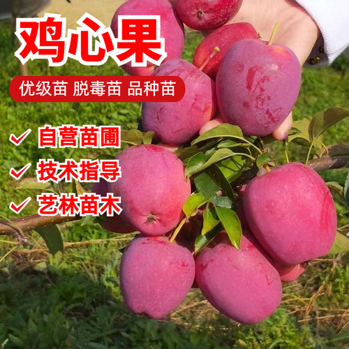 鸡心果苹果树苗嫁接9月成熟