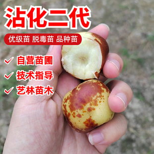 正宗沾化冬枣苗嫁接枣树苗活苗沾化二代南方北方种植庭院盆栽地栽