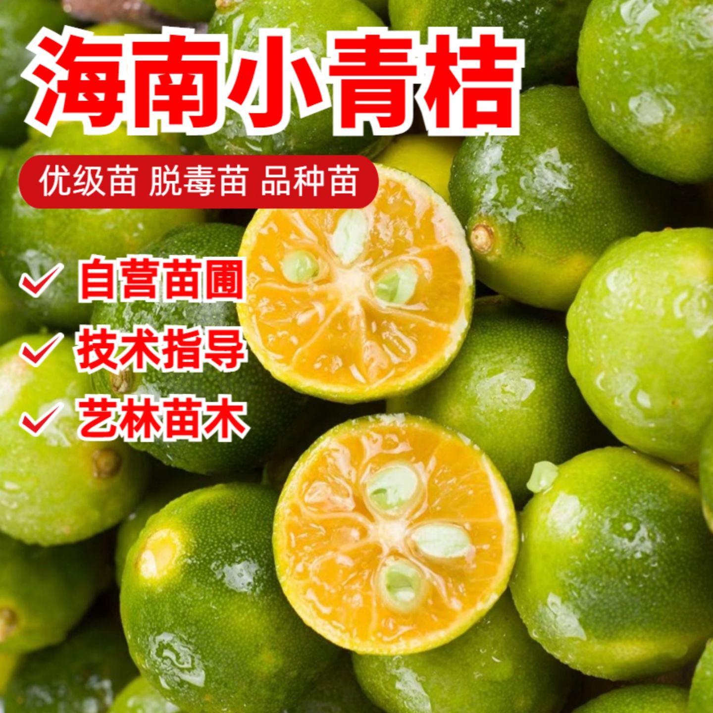 海南青金桔树苗小柠檬酸橘青桔公孙桔海南小青桔四季结果南方盆栽