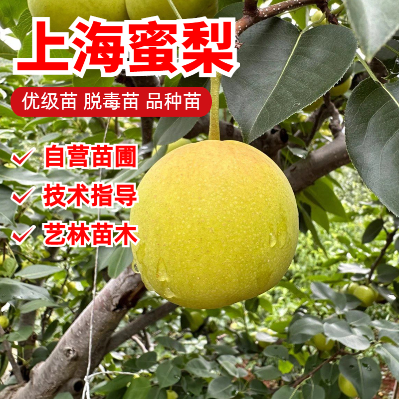 上海蜜梨梨树苗嫁接7月成熟