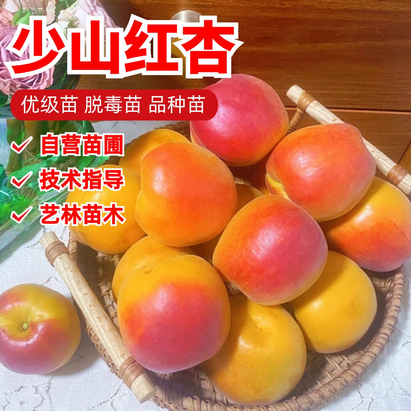 崂山蜜杏树苗嫁接青岛少山红杏苗盆栽庭院地栽杏子果苗南北方种植