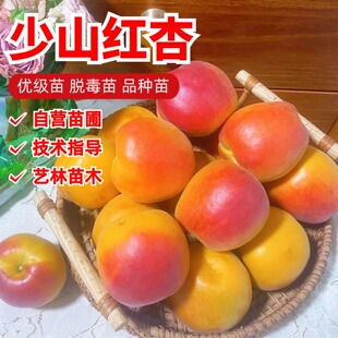 崂山蜜杏树苗嫁接青岛少山红杏苗盆栽庭院地栽杏子果苗南北方种植