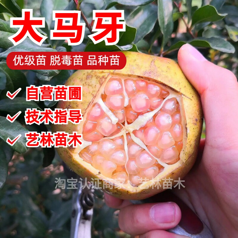 大马牙石榴树苗南方北方种植特大甜石榴树苗盆栽地栽老桩当年结果