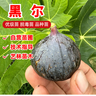 黑尔无花果树苗特大糖心抗冻高耐寒无花果苗盆栽庭院地栽当年结果