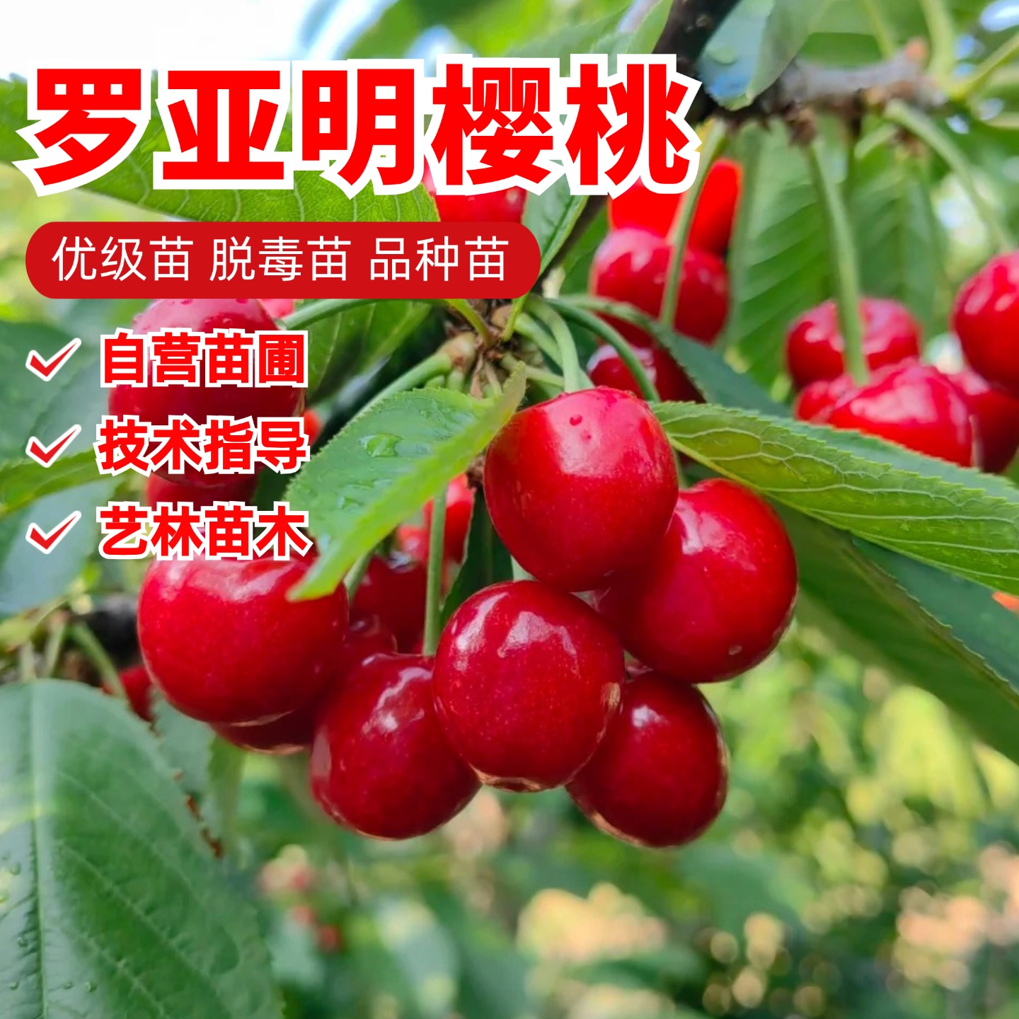 南方种植双罗云南四川贵州栽大樱桃树苗嫁接早熟罗亚明樱桃苗果苗