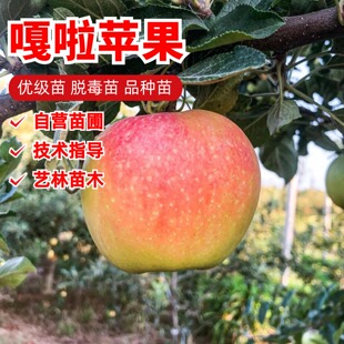 嫁接早熟嘎啦苹果苗矮化盆栽庭院地栽苹果树苗南北方种植当年结果