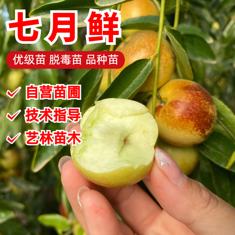 七月鲜枣嫁接枣树苗8月成熟