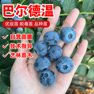 巴尔德温蓝莓苗南北方四季地栽蓝莓树果苗盆栽苔藓苗小苗当年结果