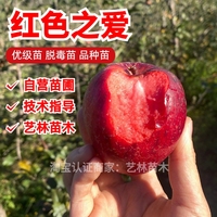 紅色之愛蘋果樹苗嫁接8-9月成熟