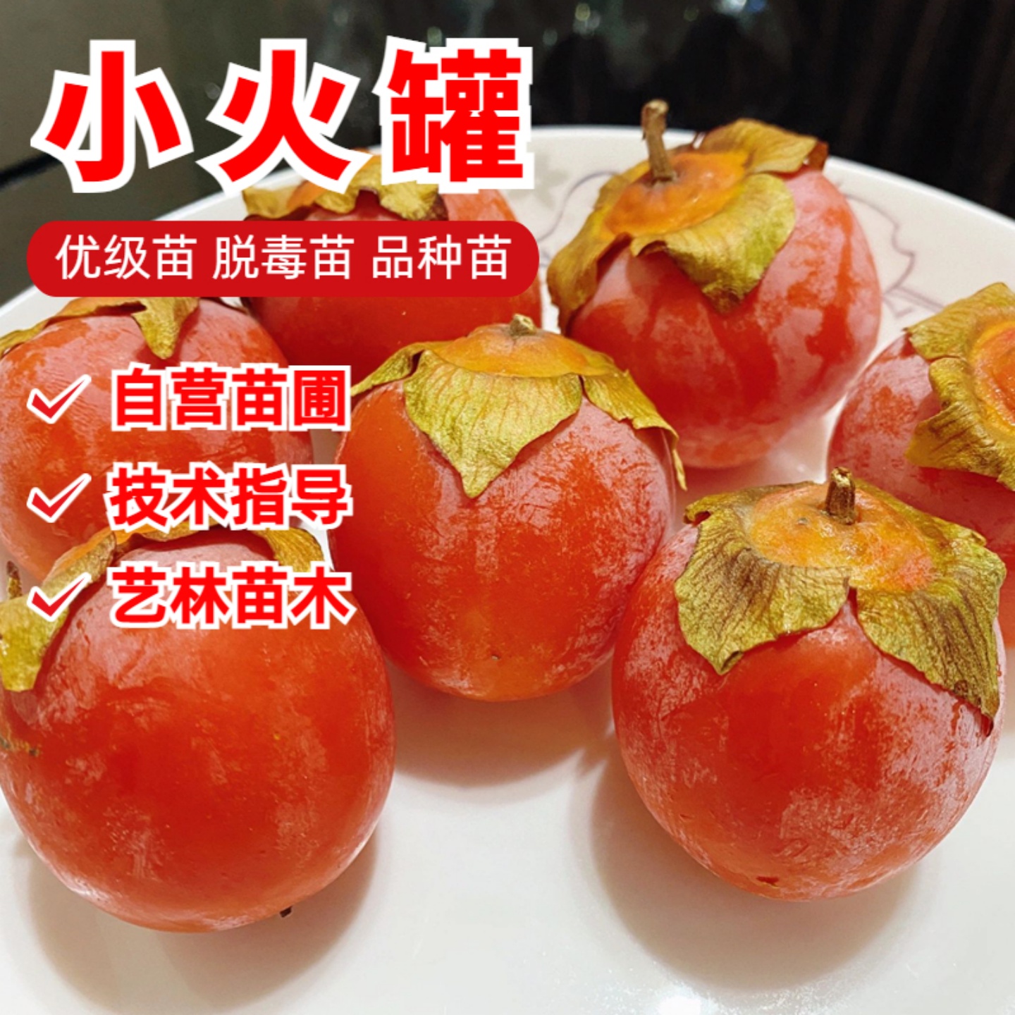 小火罐柿子树苗嫁接无核火晶红灯笼柿子苗南北方庭院盆栽地栽种植