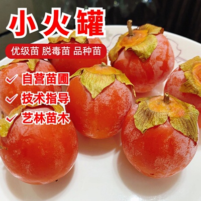 小火罐柿子树苗嫁接无核火晶红灯笼柿子苗南北方庭院盆栽地栽种植