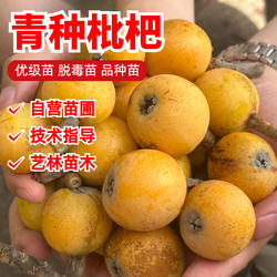 西山青种枇杷树苗特大盆栽庭院地栽嫁接果树苗南北方种植当年结果