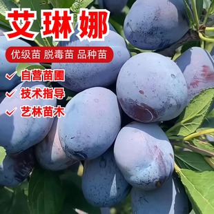 特大新疆艾琳娜西梅树树苗稀有西梅苗果苗盆栽庭院地栽南北方种植