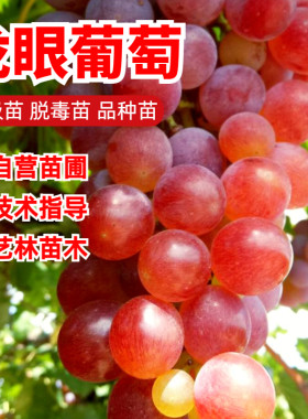 龙眼葡萄树苗爬藤果树苗