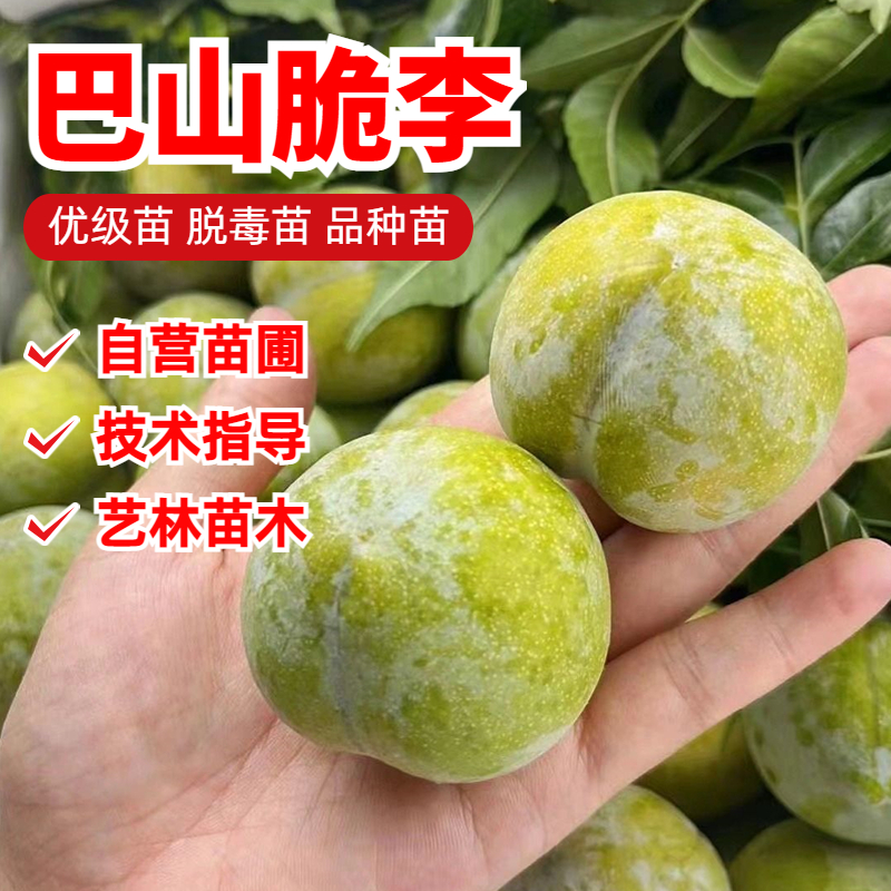 李子树苗特大蜂糖李子苗巴山脆李嫁接晚熟脱骨青脆李树苗脆红李苗