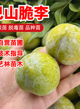 巴山脆李李子树苗嫁接8月成熟