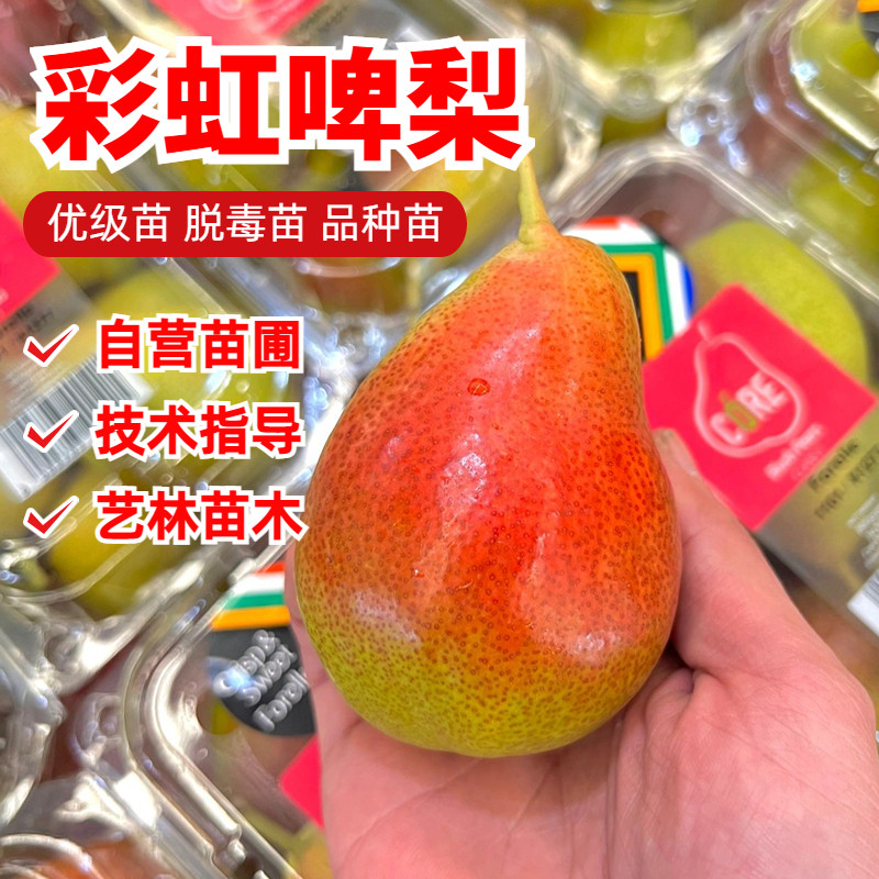 彩虹啤梨树果苗嫁接红啤梨树苗巴梨西洋梨软甜红皮梨苗南北方种植