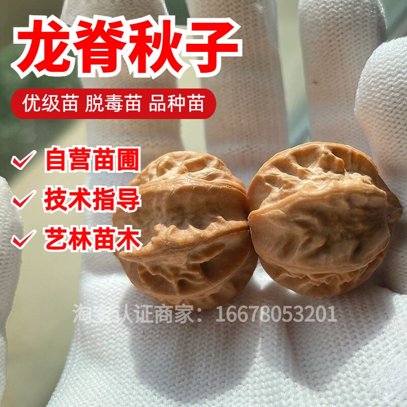 龙脊秋子文玩核桃树苗小手捻迷你小核桃袖珍核桃苗南北方庭院种植