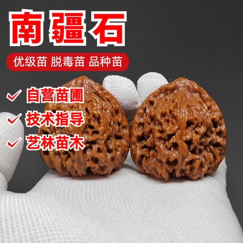 南疆石文玩核桃树苗盆栽地栽