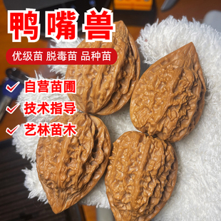 文玩核桃苗树鸭嘴兽秋子树苗大楸狮子头核桃树苗盆栽地栽当年结果