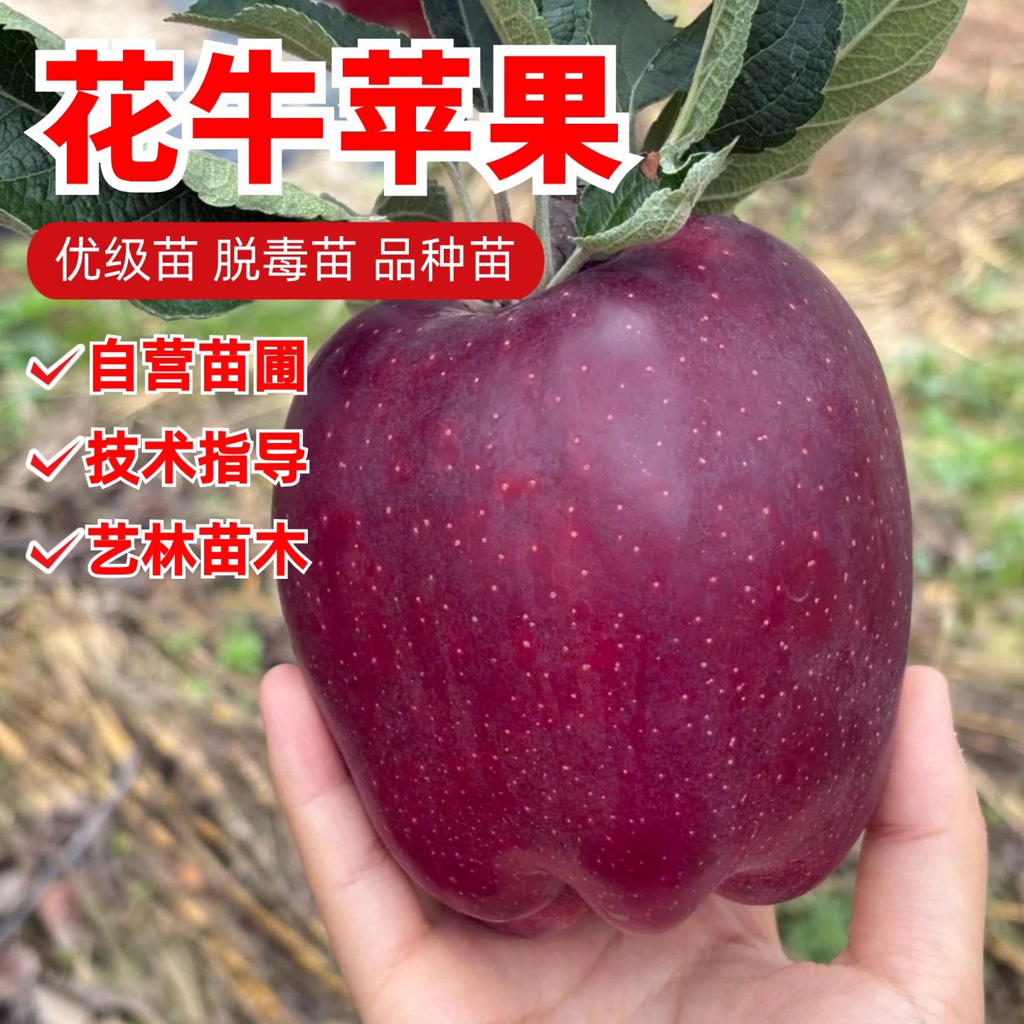 特大甘肃天水花牛苹果树苗嫁接美国蛇果苹果苗粉面苹果树盆栽地栽,鲜花速递/花卉仿真/绿植园艺,果树,淘宝优惠券,粉丝福利购,淘宝优惠卷