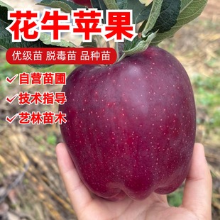 特大甘肃天水花牛苹果树苗嫁接美国蛇果苹果苗粉面苹果树盆栽地栽