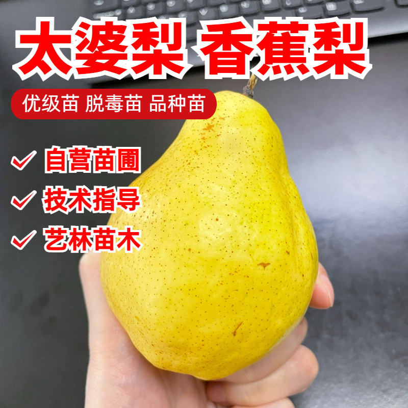 太婆梨苗嫁接果树苗当年结果香蕉梨苗大头巴梨软甜香酥梨树苗盆栽