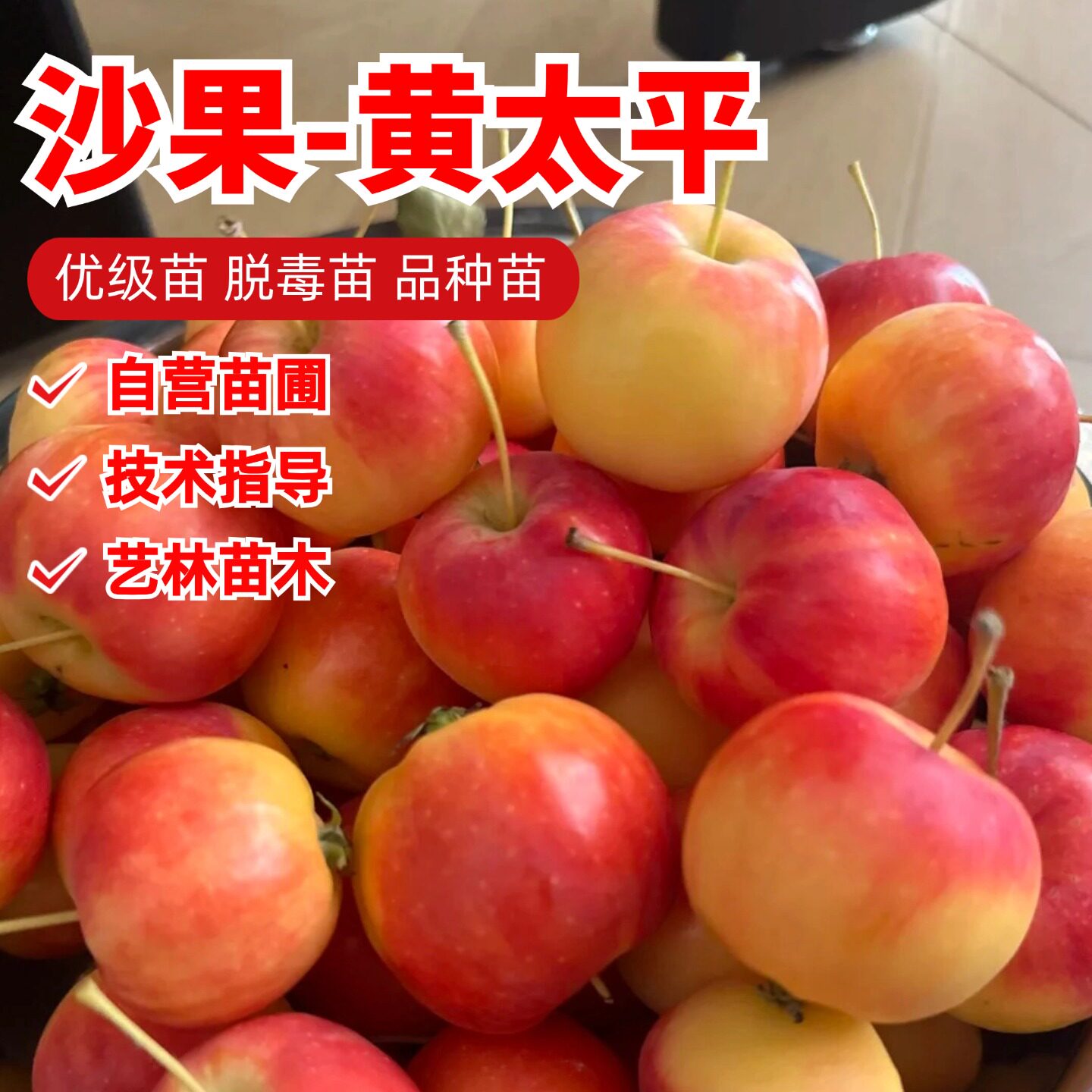 耐寒东北沙果树苗酸甜海棠果树冰糖心黄太平小苹果苗矮化盆栽庭院